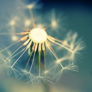 L’intuition… partie divine en chacun de nous qui nous permet de comprendre que nous sommes UN