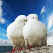 Hymne à l’amour – le sexe n’est pas une arme