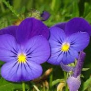 Regardez ! Regardez bien la violette !
