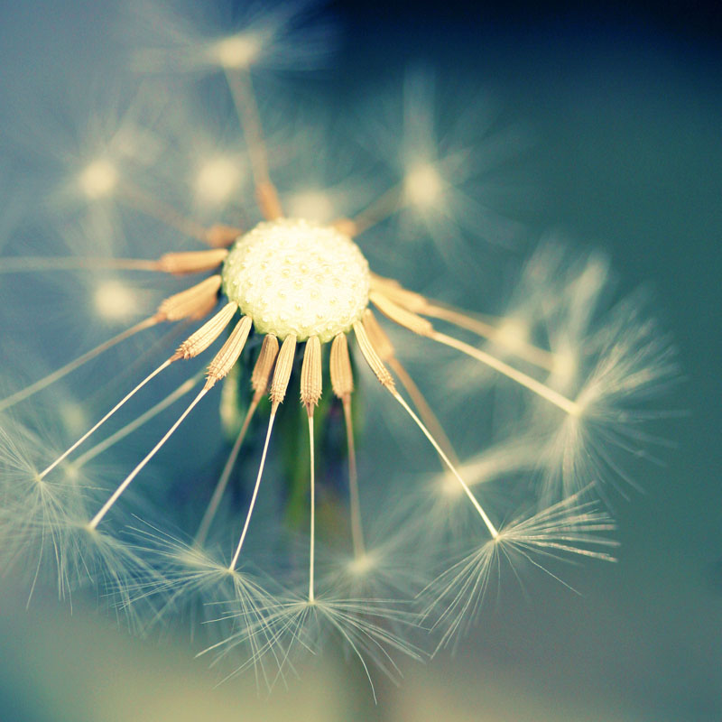 L’intuition… partie divine en chacun de nous qui nous permet de comprendre que nous sommes UN