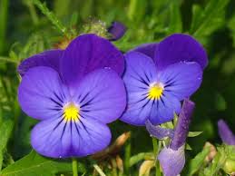 Regardez ! Regardez bien la violette !