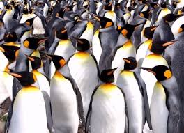 Ne faites plus les pingouins d’une société en mal d’amour et de lumière !
